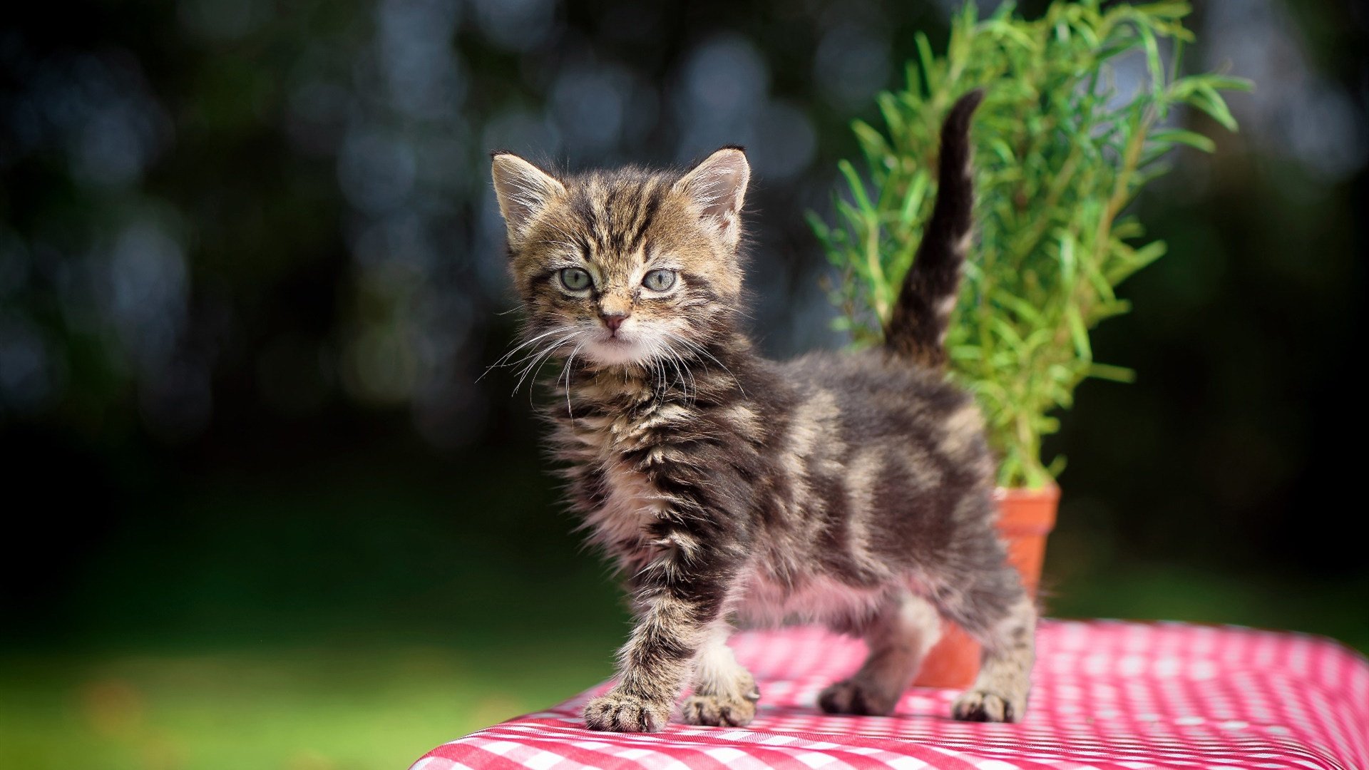 太阳主教练:三后卫体系让我们更具进攻多样性,2021太阳主教练