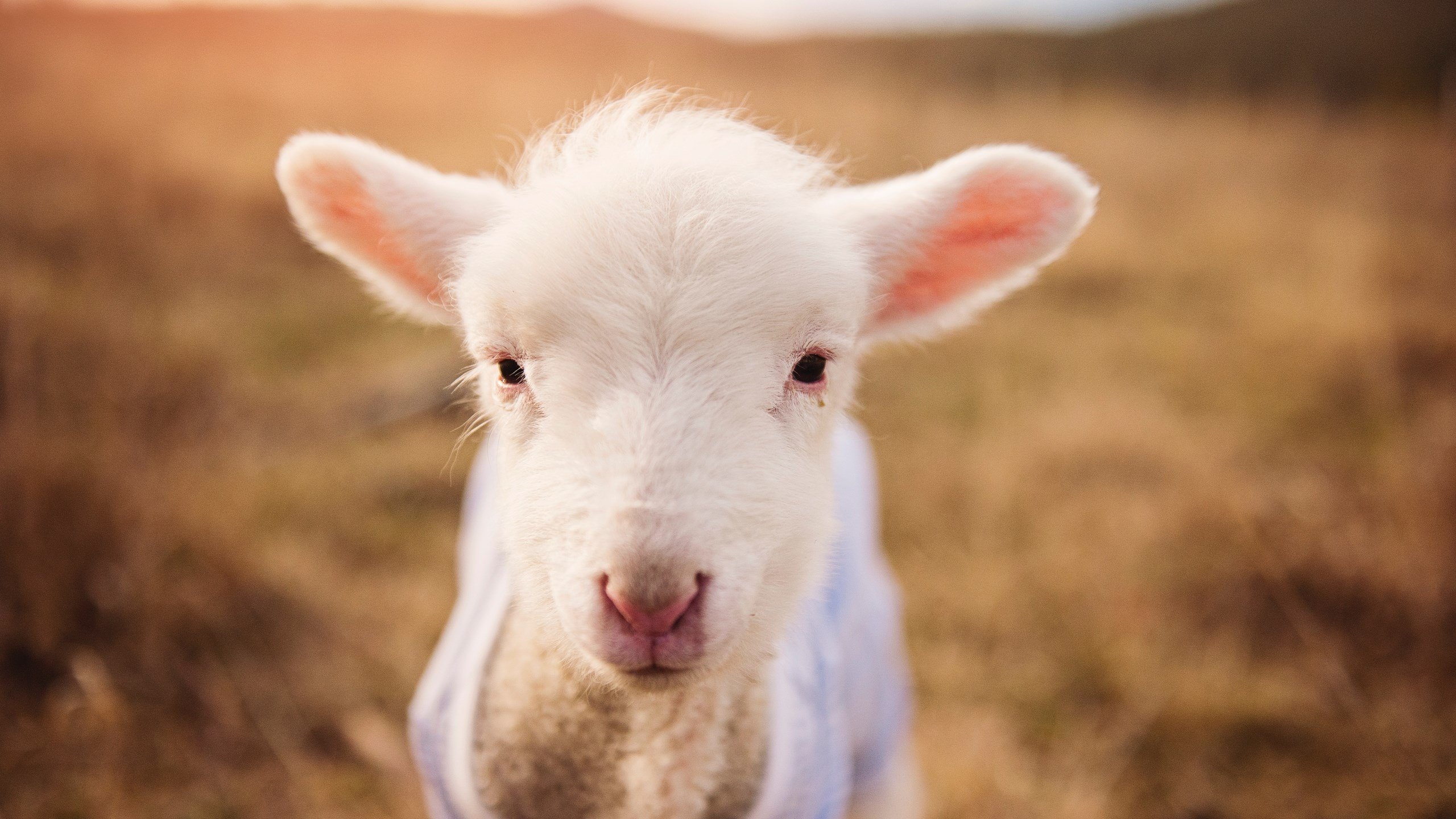 游戏直播平台未来趋势:多元化与智能化,游戏直播市场