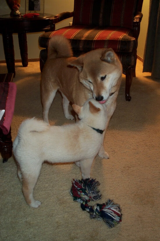 JIUYOU GAMING-特色篮球品牌不断创新，推动行业高端化和国际化，篮球品牌名称