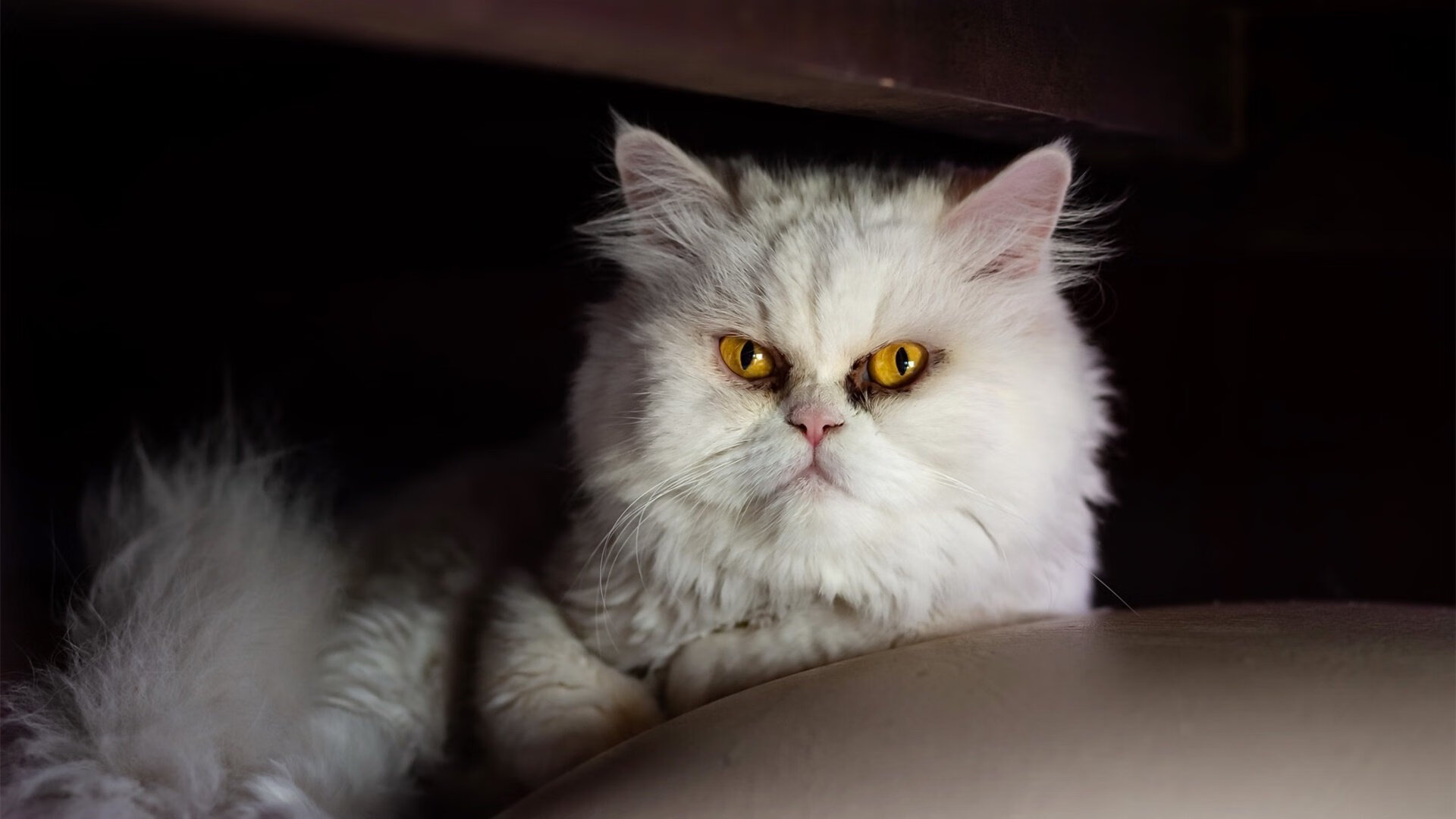 特色足球赛事“创新模式”频出，激发青少年足球创新活力，校园足球创新赛制的运用与推广