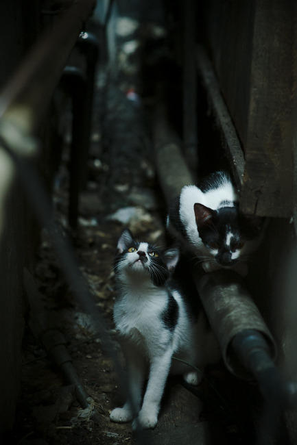 九游-篮球公益课程覆盖城乡多个社区，篮球公益活动策划书