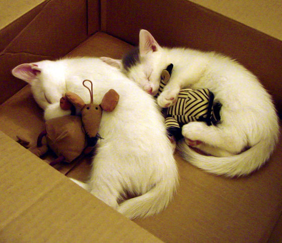 维克托·文班亚马成为NBA市场营销焦点，维克多温班亚马身高