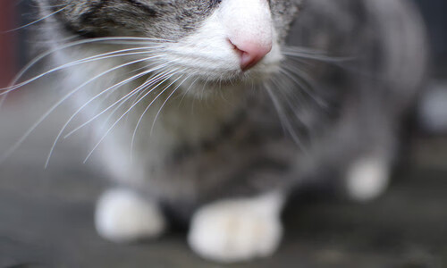 Jiu You-青少年“拼搏之光”篮球公益巡演在深圳收官，传递青春正能量，暑期青少年篮球班