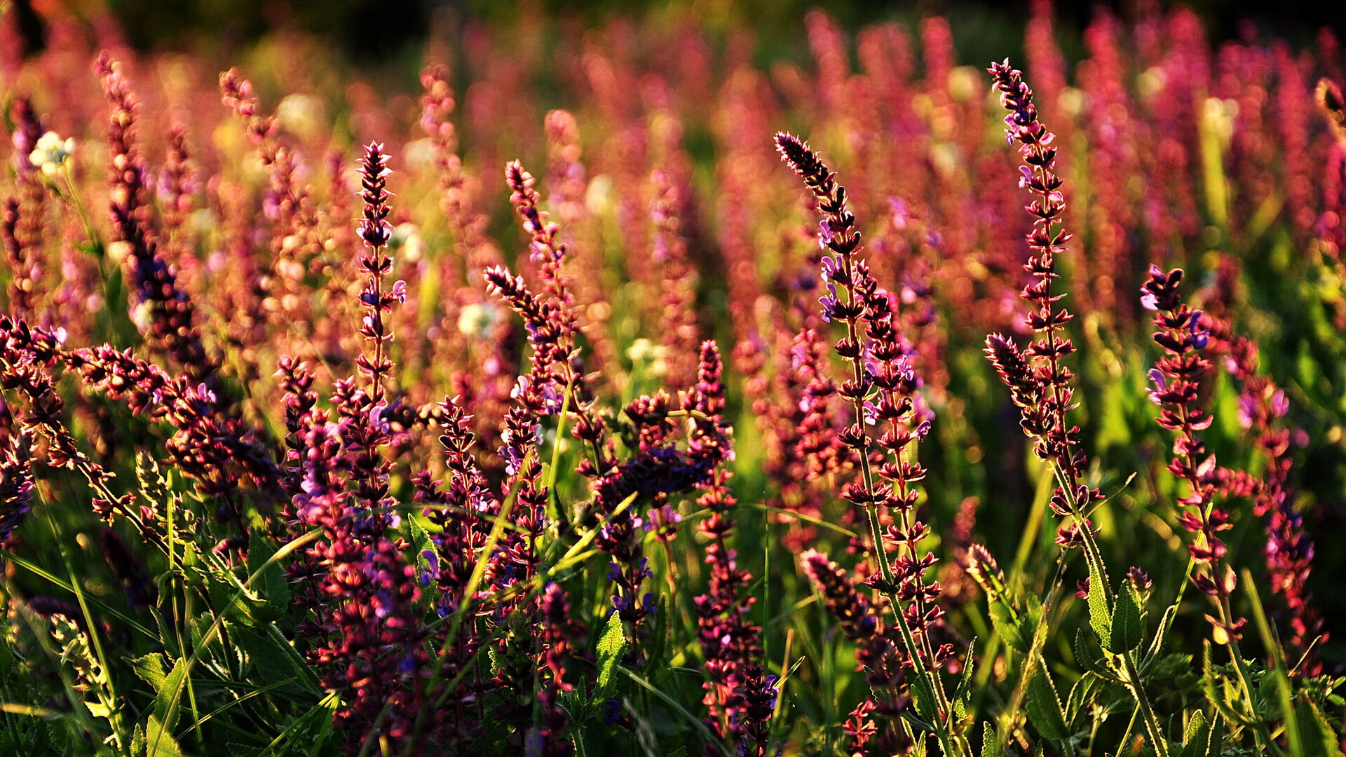 青少年“拼搏之光”篮球公益巡演在深圳收官，传递青春正能量，暑期青少年篮球班
