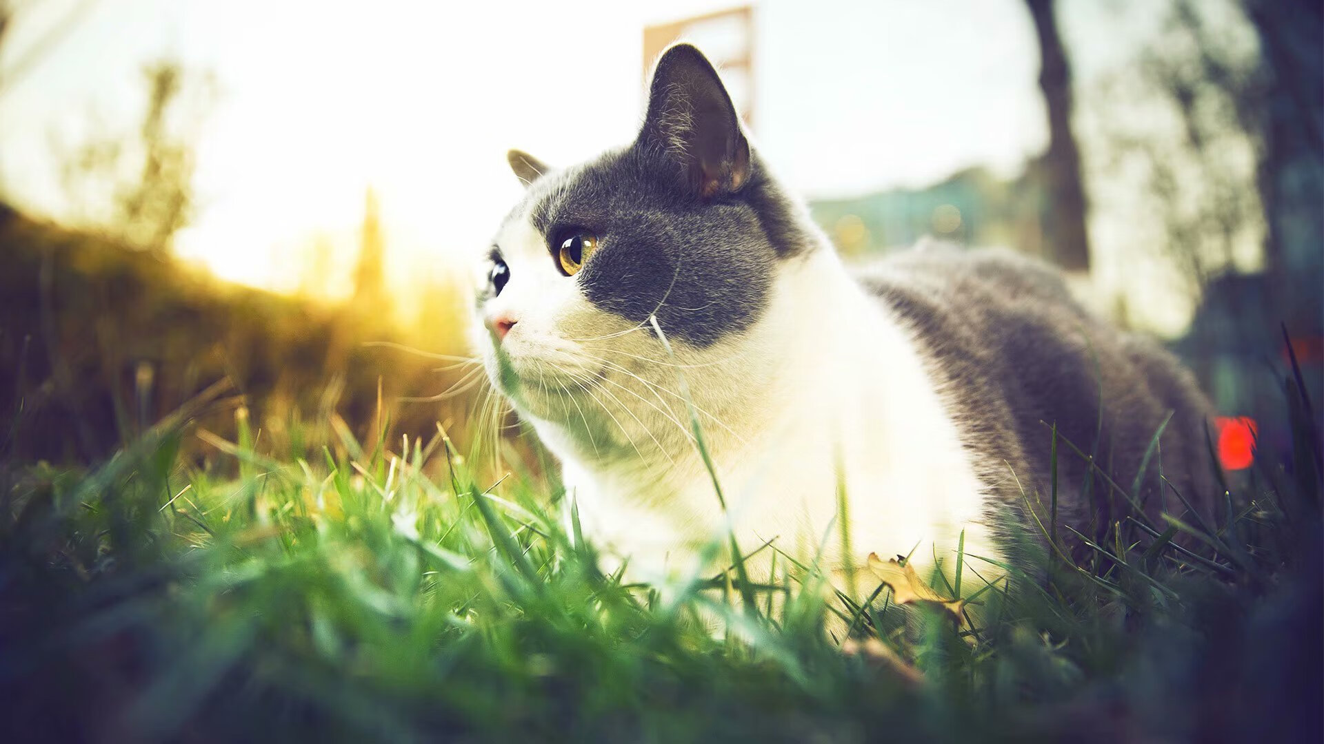 九游app下载中心-南特主场大胜东尼，取得三分稳定排名提升信心，南特对里昂的比分预测