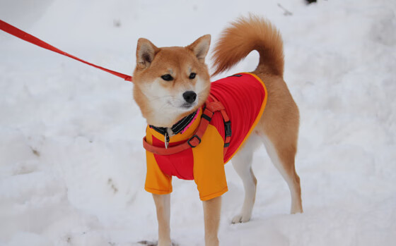 巴塞罗那主场不敌弱旅，遭遇三连败，巴塞罗那的比赛