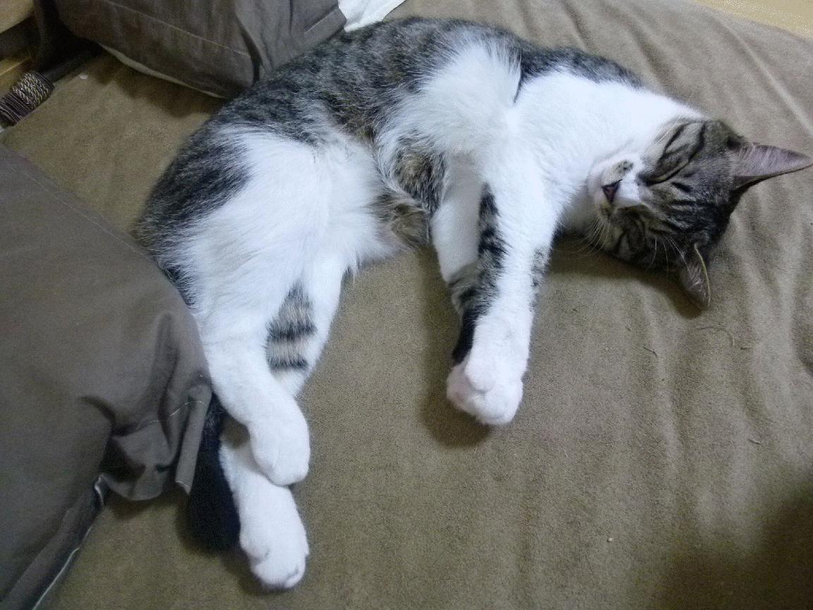 九游(jiuyou)官方网站-拜仁-逆转米兰，提前锁定小组头名，米兰拜仁交手记录