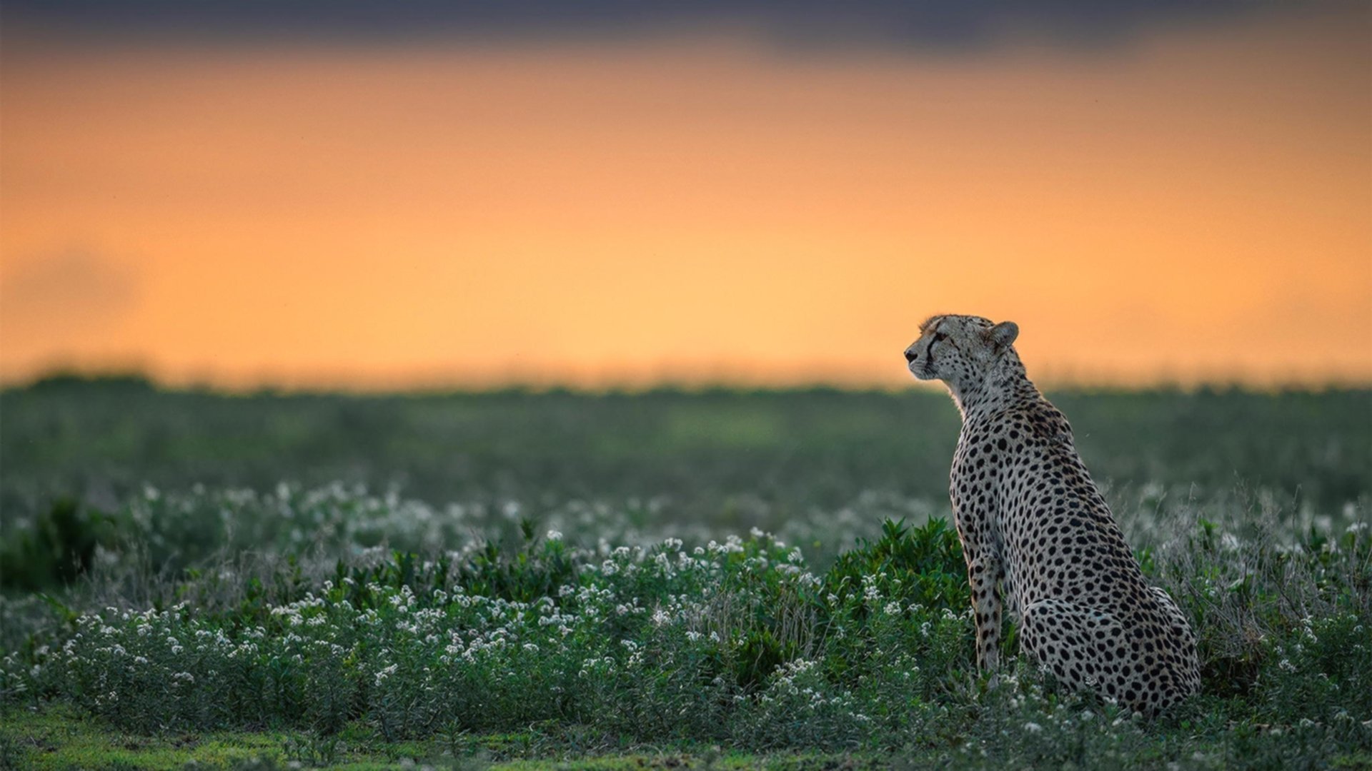 揭秘网球运动员跨赛季恢复计划，网球选手退赛