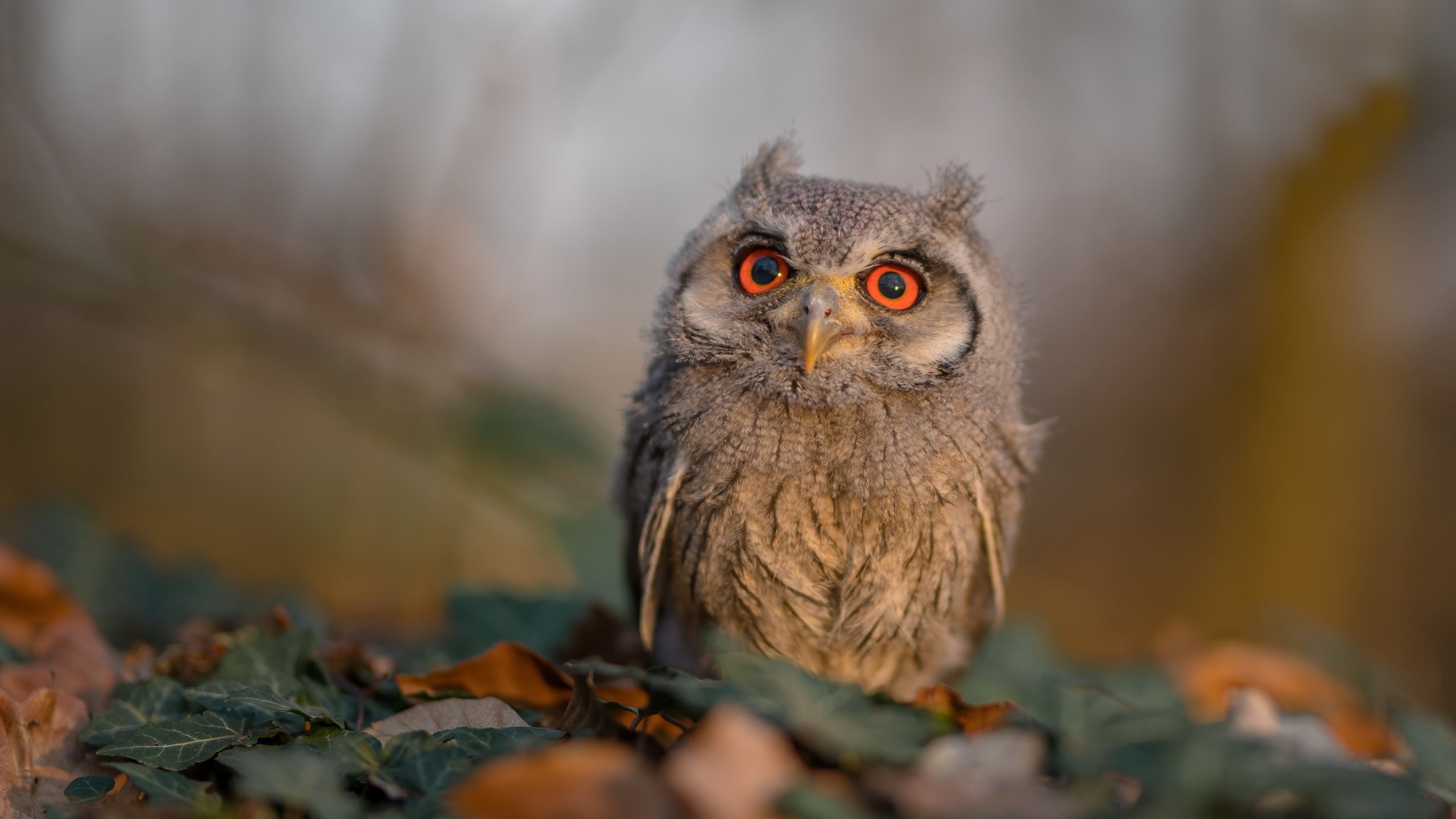 昂热连胜考验未过,教练组展望前途,昂热是谁