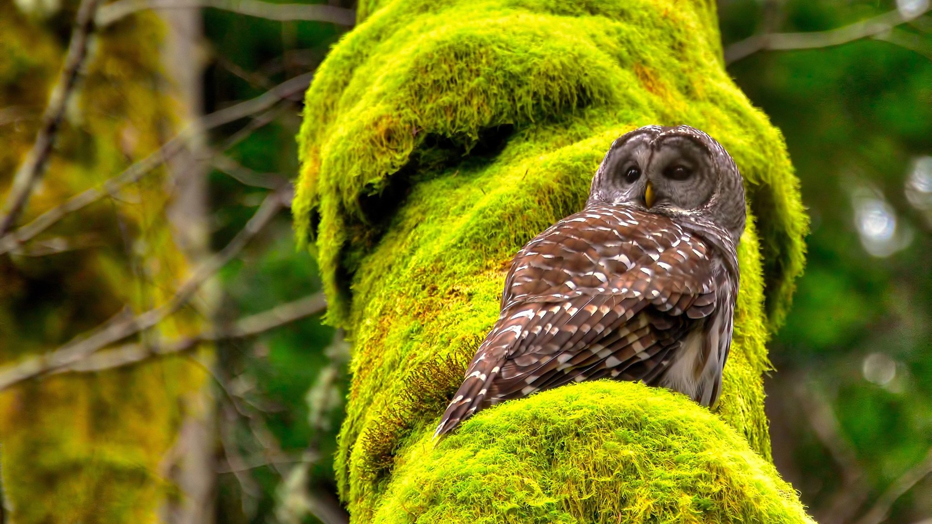 欧国联比赛：奥克兰队惊险险胜比什凯克队，奥克兰城vs诺斯秀尔联