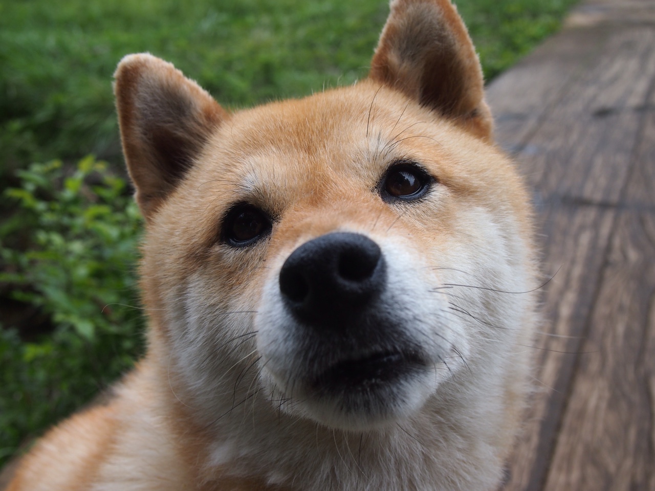 沃特福德客场遭遇失利,球队防守失误,士气受挫,沃特福德vs