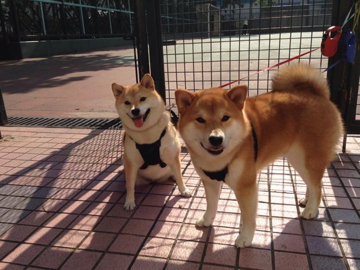 火箭再添新星，篮球天才需谢绝恶政，火箭新名单