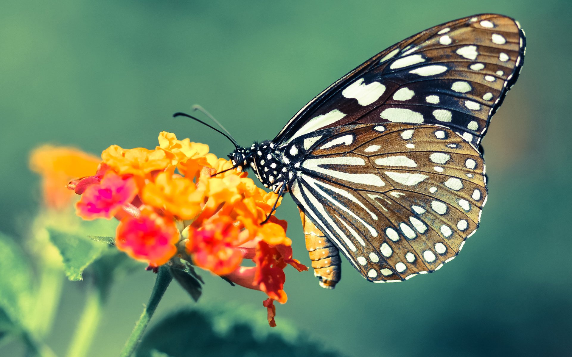 突尼斯球队主场优势明显,突尼斯在哪里啊_