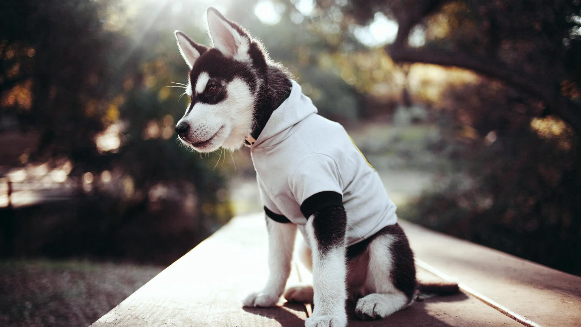 阿斯顿维拉中场控制力强,维拉公园再现辉煌,阿斯顿维拉队