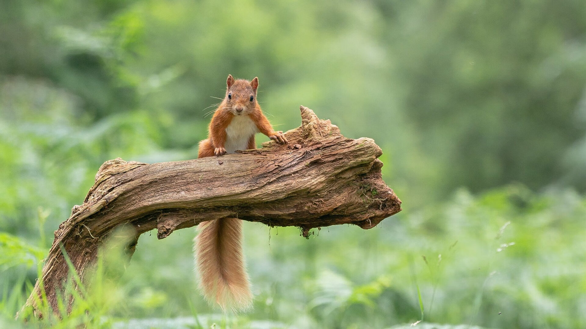九游jiuyou-雷恩是否具备争夺欧战资格的潜力，雷恩ds