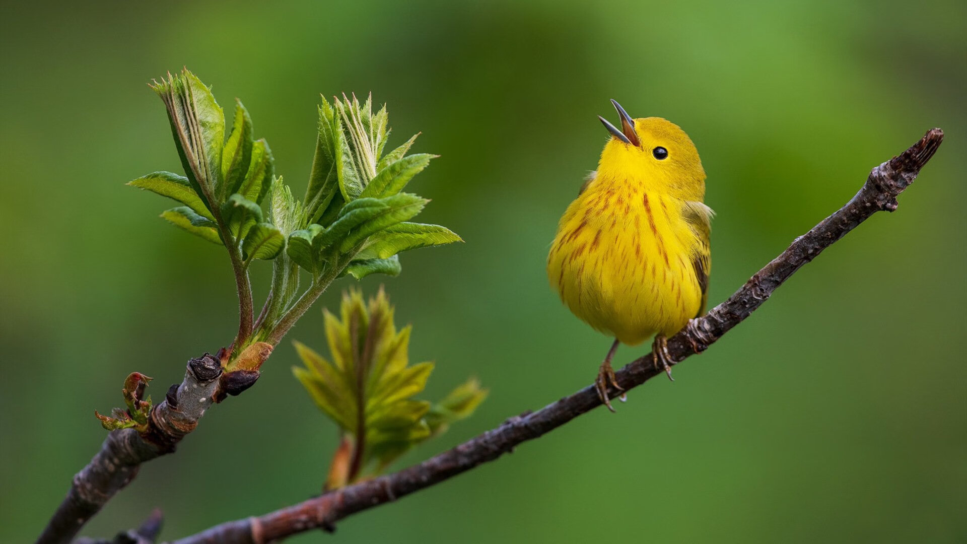 九游(jiuyou)官方网站-国足年度球员角色转换适配度分析，国足人员配置