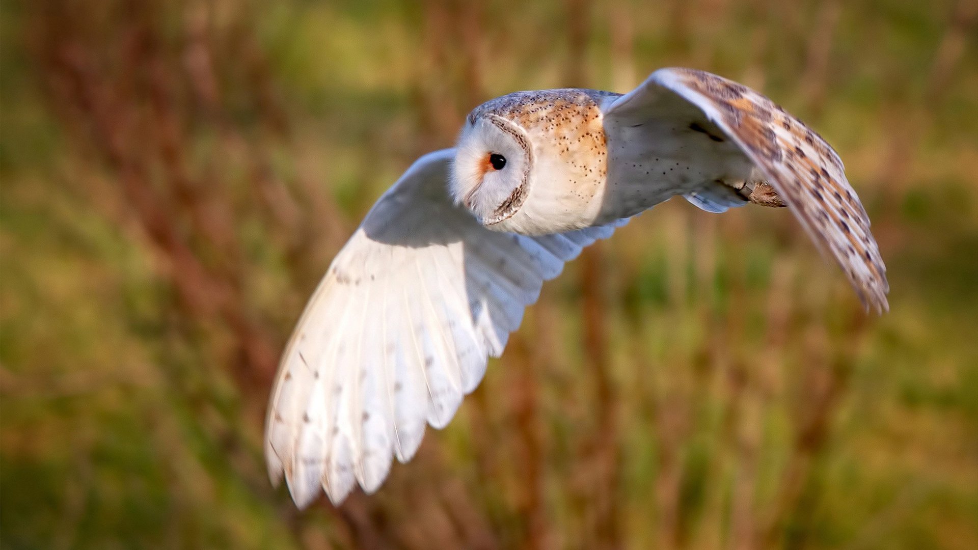 杨瀚森入选全明星赛球迷投票领先，杨瀚森身高