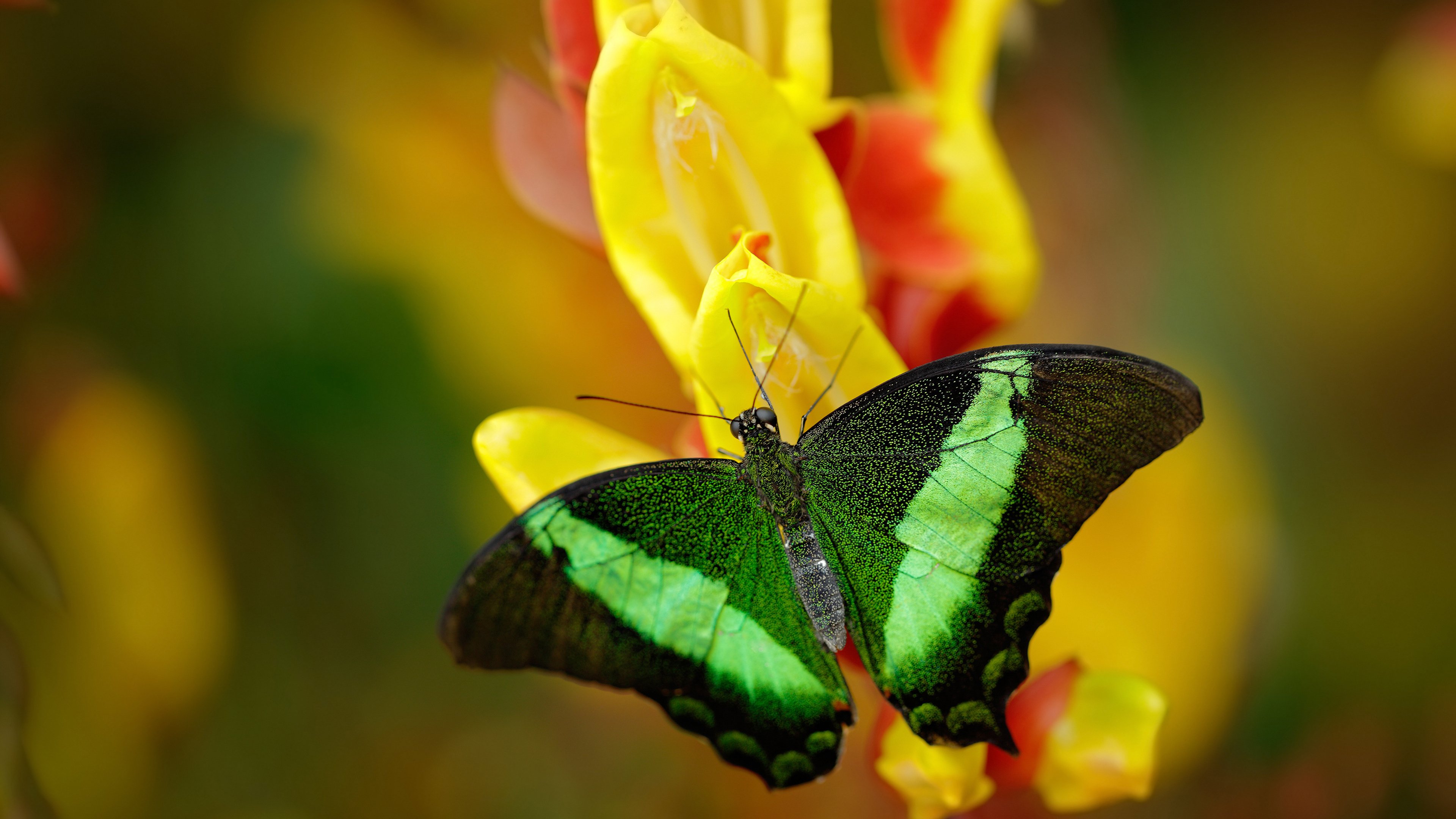 职业联赛上座率下降是否反映观赛疲劳，lpl上座率