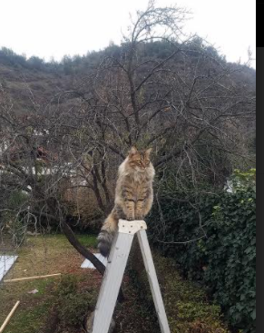 张伟丽完成绝杀格斗冠军赛,张伟丽完成绝杀格斗冠军赛了吗