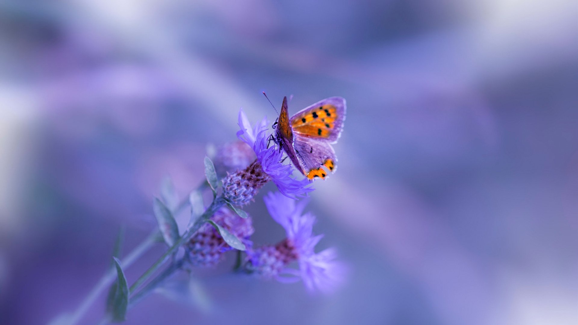 弗兰:全黑队中场的“调度员”,他的每一脚传球都精准到位