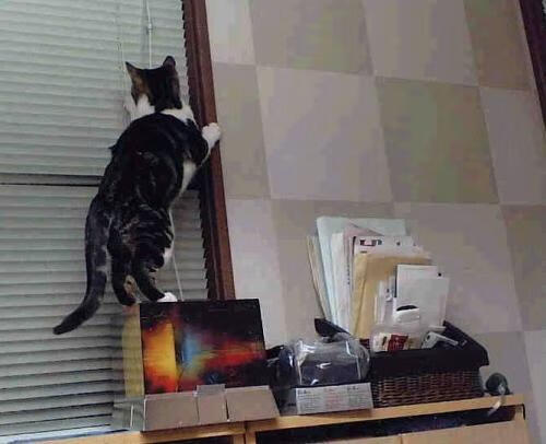 范奥特尔戴克起跳反应速度抢眼,范戴克凯尔特人