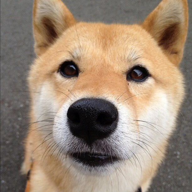 九游sports-荷兰仰泳老将强势归来，荷兰游泳冠军